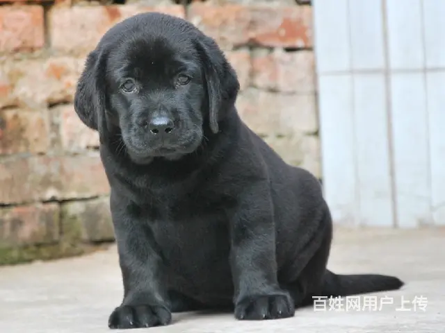 超好头版 超好体型 超好骨量精品拉布拉多犬出售 - 图片 3