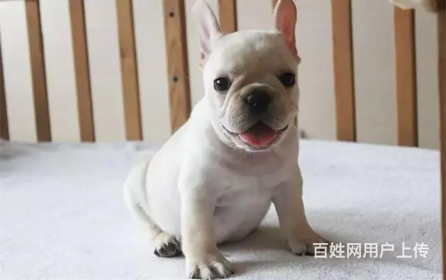 海盗眼 熊猫眼 黑白色 全白法国斗牛犬出售 - 图片 1