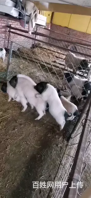 巴马香猪 - 图片