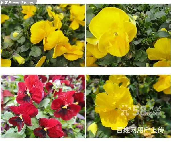 卖鹿粪鸡粪猪粪黑土花土假条茄子秧等 - 图片 5