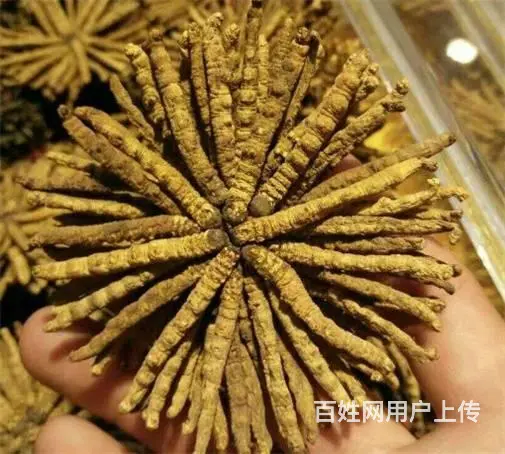 番禺冬虫夏草回收市场价格是多少-上门收购冬虫夏草 - 图片 9