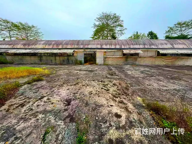 从化区鳌头镇有180亩平地绿化场苗圃场整体转让 - 图片 2