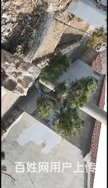 出售景观松树 - 图片 5