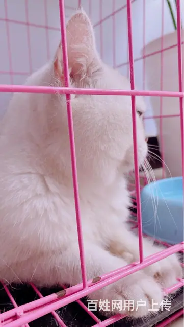 银渐层猫咪500一只 - 图片 2