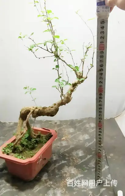 杨世毅先生武汉盆景假山专业设计制作德聚缘花木商务师 - 图片 5