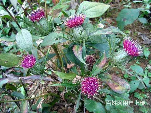 湖北百草堂苍术种植成功在眼前，价值高需求旺种植从速 - 图片 1