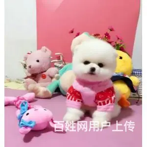纯种博美幼犬 可看狗视频送货上门 终身质保签协议 - 图片 7