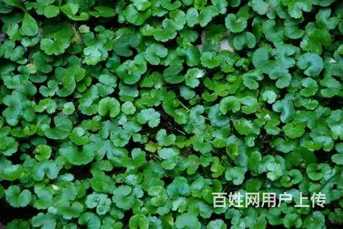马蹄金草籽目前简介 - 图片 3