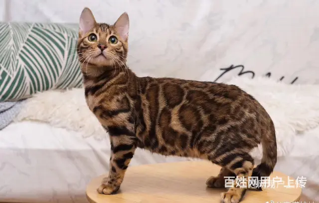 江苏徐州双血统豹猫价格多少 - 图片 3