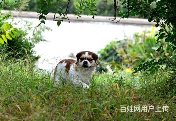 常州宠物寄养一犬一舍 - 图片 6