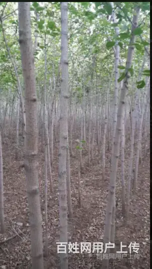 出售绿化树苗 - 图片 7