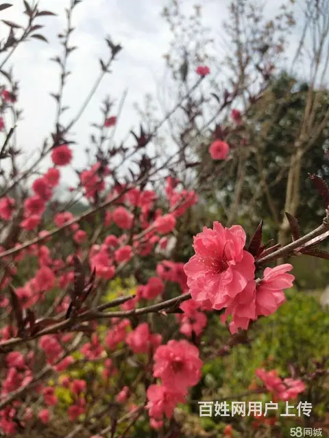 信阳董家河大量苗木花卉一手低价出售 - 图片 7