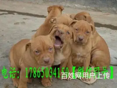 常年出售纯种比特犬 包活签购犬合同和协议 - 图片 5