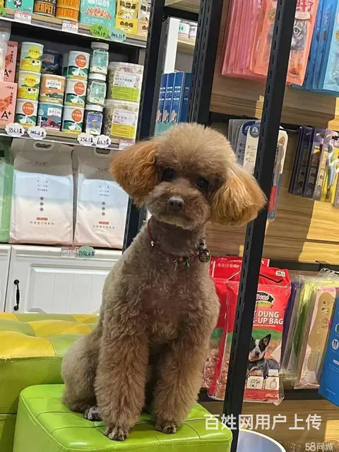 临平区嘉丰万悦城120平宠物店转让 - 图片 1