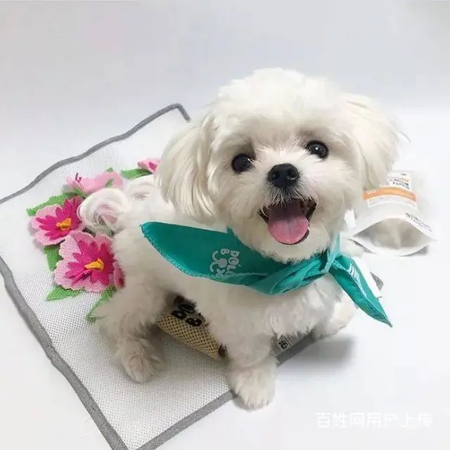 广州马尔济斯犬一只多少钱 实体犬舍 自家繁殖保健康 - 图片 11