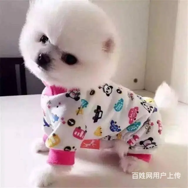 哈多利球体博美养殖基地在哪 签订售后协议 - 图片 11