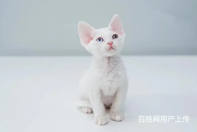 德文卷毛猫价格 德文卷毛猫成年体重 德文卷毛猫 - 图片 2
