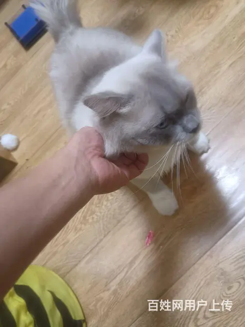 布偶猫 - 图片