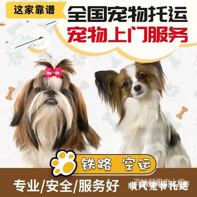 2022常州市宠物托运（猫狗）邮寄快递运输（宠物活体托运新* - 图片 6