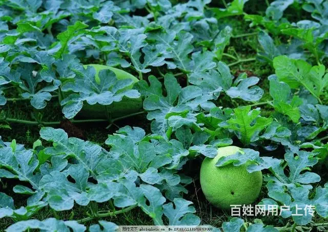 新疆吐鲁番西瓜哈密瓜代办 - 图片 5