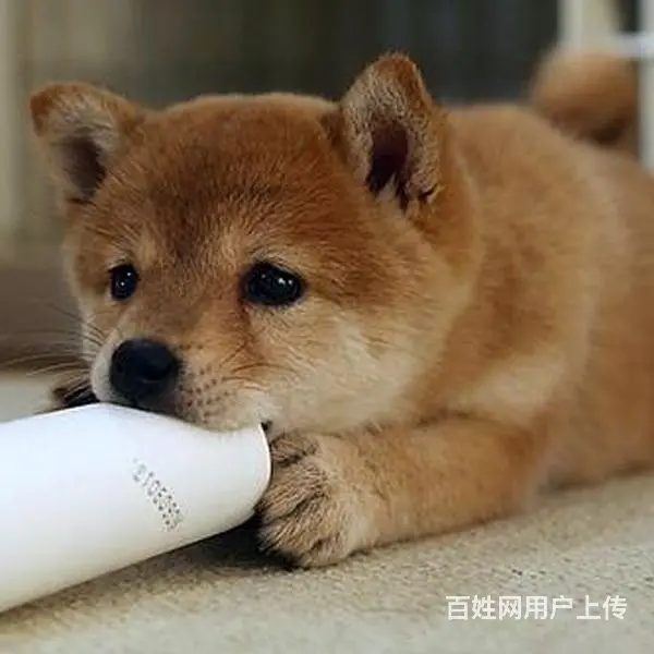 平顶山血统秋田犬哪里有卖，血统秋田犬一般多少钱 - 图片 2