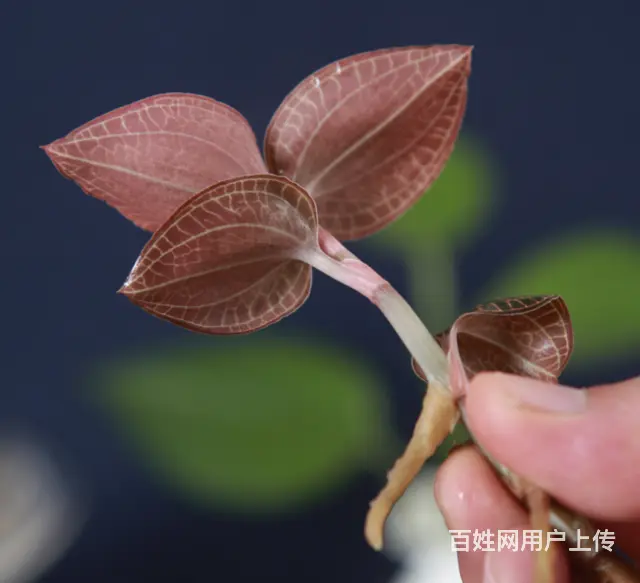 金线莲五个月左右种苗出售（适合家庭盆栽） - 图片 2