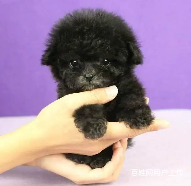 纯种泰迪犬 微小体茶杯泰迪犬价格 泰迪犬舍 - 图片 4