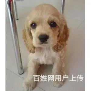 纯种健康的可卡宝宝寻找有缘人 - 图片 6