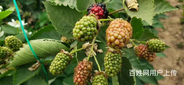 岚山中楼黑莓种植基地 - 图片 9
