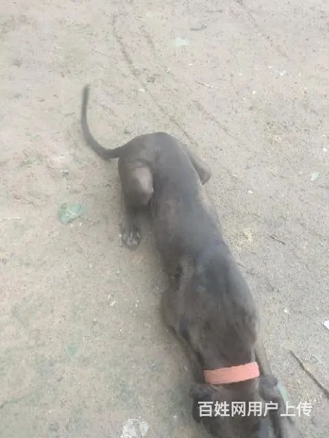 出售大丹犬成年公 - 图片 2