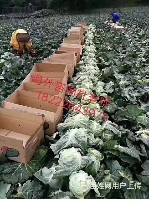 澳洲直招 （无费用）年薪60万华人雇主担保工签 - 图片 4