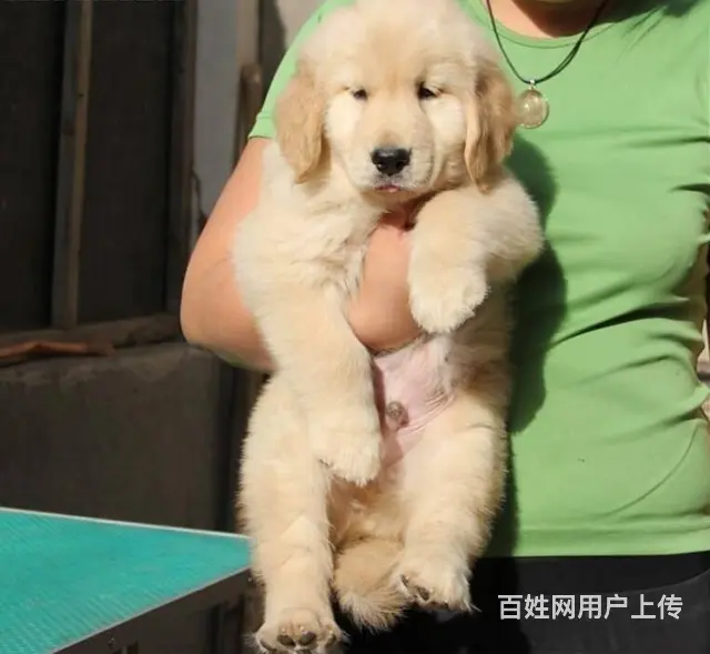 出售大骨架大头金毛犬 纯种枫叶系金毛犬价格 - 图片 5