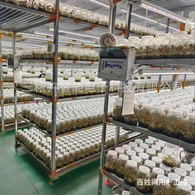 金线莲组培灯 - 图片 1