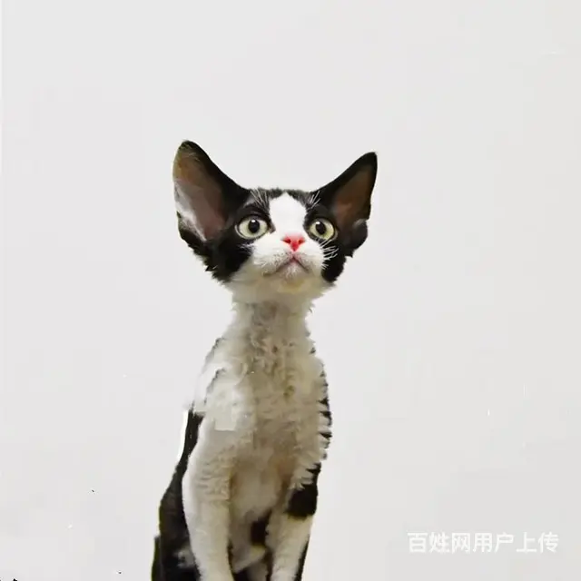 河南济源纯种德文幼猫多少钱一只 - 图片 1