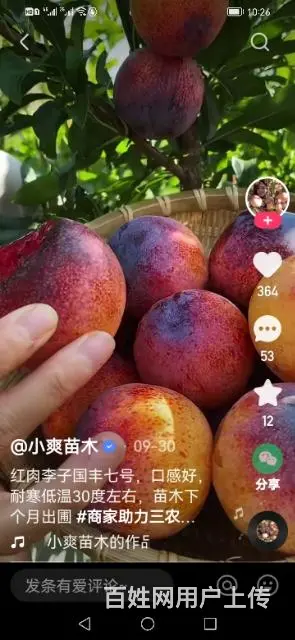 【搞定了！】出售国峰7号李子树苗 - 图片 4
