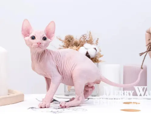清远出售自家繁殖纯种无毛猫 斯芬克斯猫 保健康 - 图片 7