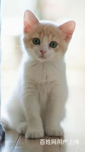 南充宠物托运 （猫狗活体运输）一对一上门接送 邮寄到全国 - 图片 2