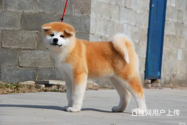 纯种秋田犬 日系秋田价格 3个月秋田幼犬出售 - 图片 3