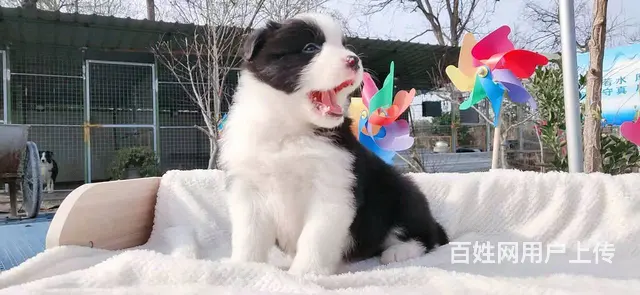 宿迁边境牧羊犬，2-3个月幼犬【益帆边境犬舍】 - 图片 8