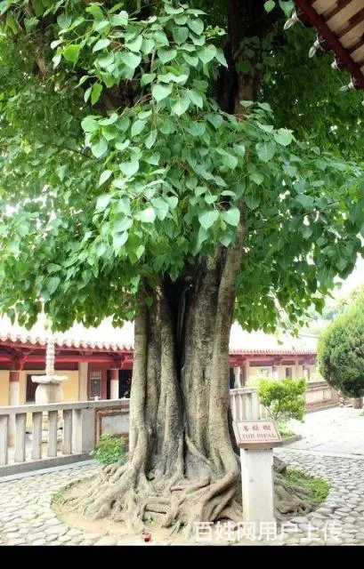 信阳仿真菩提树制作 - 图片 2