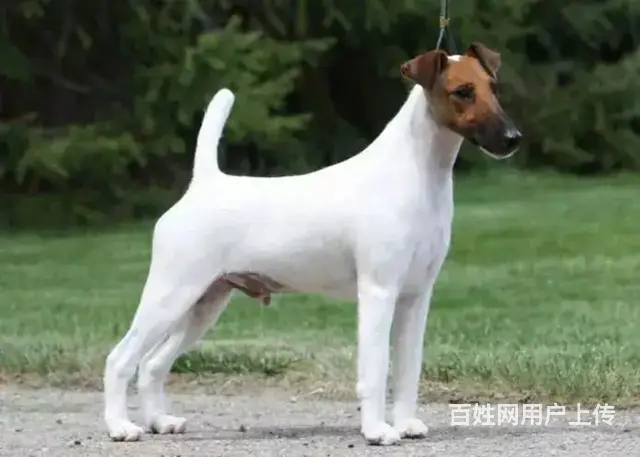 山东美景犬舍赛级平毛猎狐梗繁育、借配、国外代购 - 图片 5