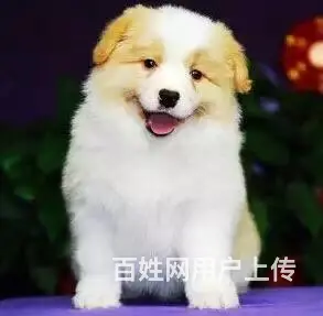 宿迁哪里有卖边牧犬，边牧市场价格 - 图片 7