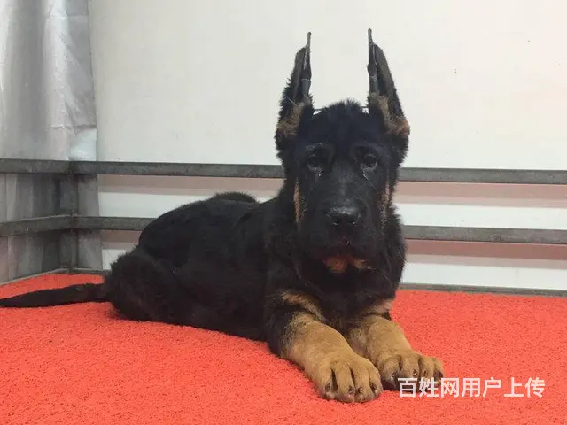 出售纯种弓背德国牧羊犬,公母都有,可上门来挑选 - 图片 6