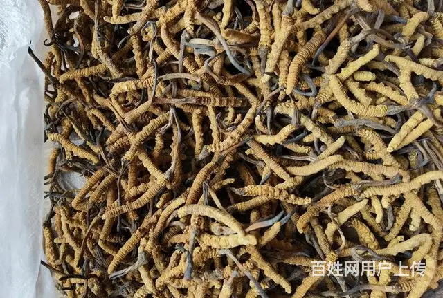 常熟哪里回收虫草 - 图片 2