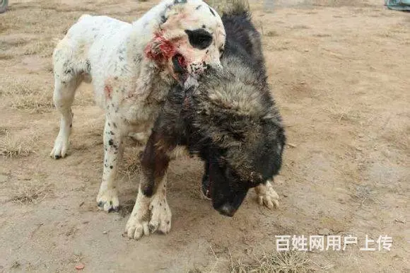 精品中亚牧羊犬体型完美 大骨架 保健康 疫苗齐全 - 图片 2