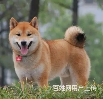 哪里有卖日本柴犬 纯种柴犬多少钱一只 - 图片 4