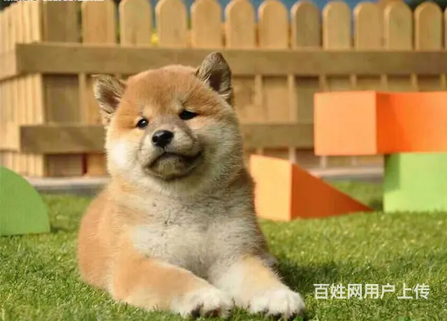 日本柴犬出售 血统纯正疫苗驱虫已做 健康活泼 - 图片 6