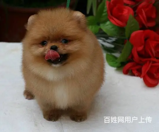 昆山哪里卖纯种小体博美犬赛级爆毛博美俊介犬 - 图片 7