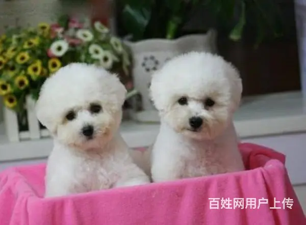 纯种法国比熊犬 卷毛棉毛糖 冰雪聪明包纯包健康 - 图片 5