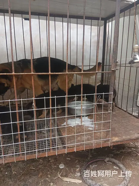 双血统德国牧羊犬 - 图片 7